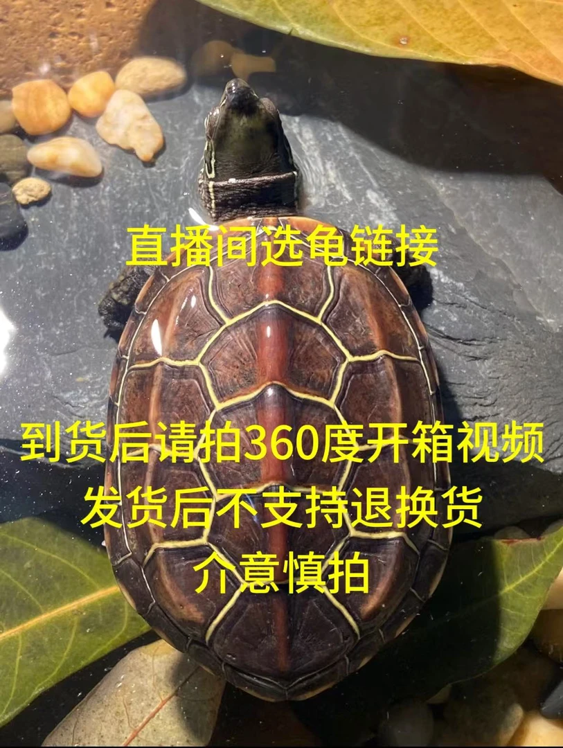 【直播链接】26甲 魔眼 天使眼 外塘中华草龟 凭开箱视频售后