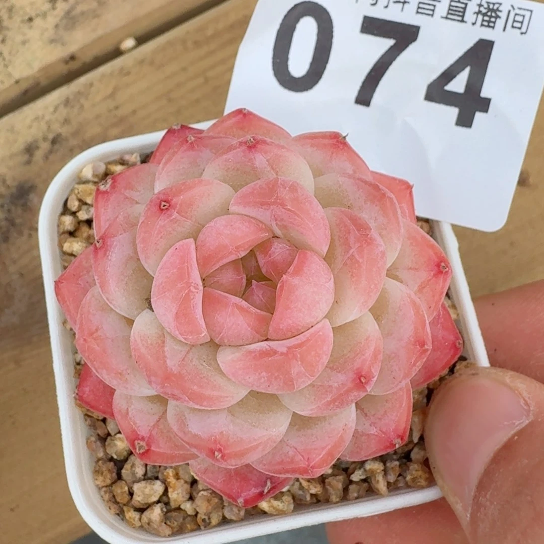 美心         多肉植物