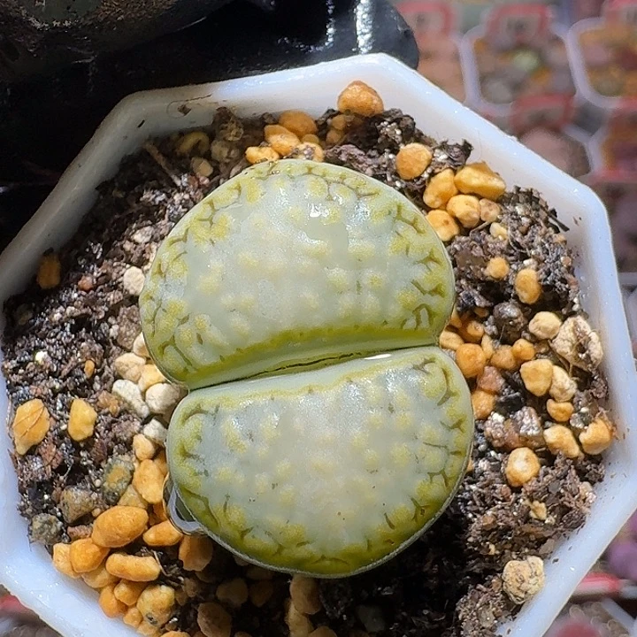 生石花3:：。在。36号。 2.5左右