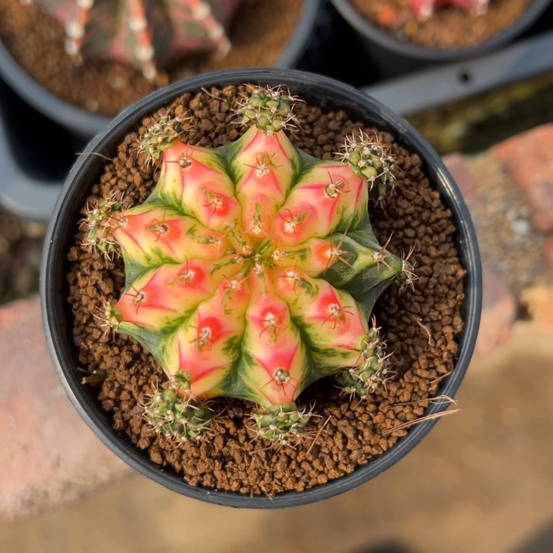 好彩侧芽自根，带盆土发货