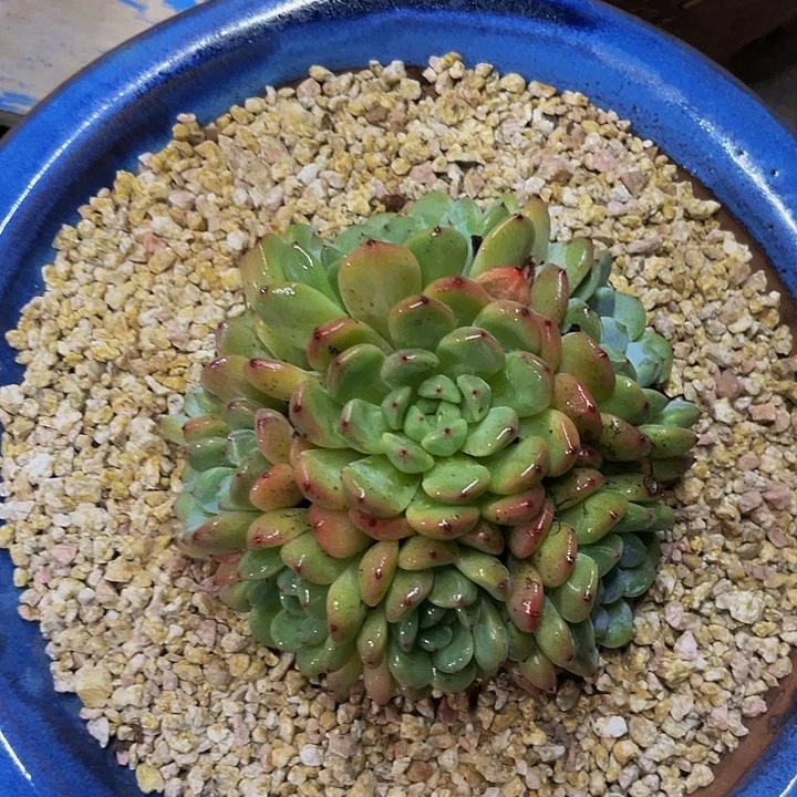 雪爪一物一拍哦哦