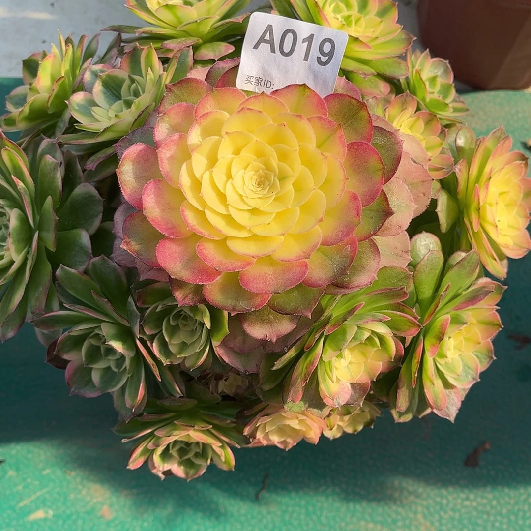 多肉海仙000000019