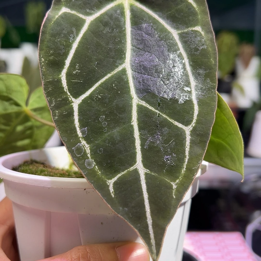 完全开放巧克力*米娜