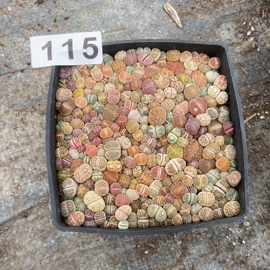 生石花一物一拍115