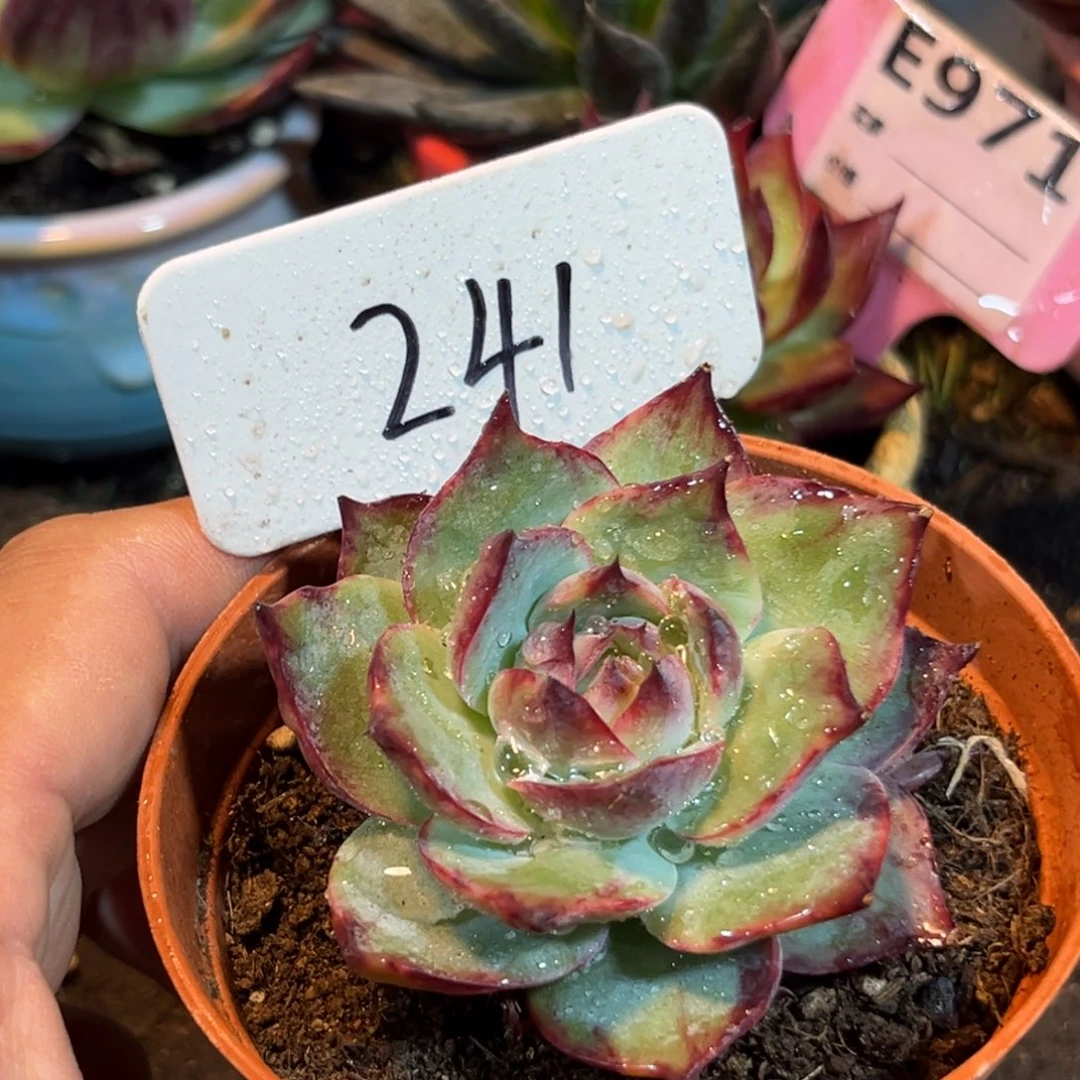 惊鸿仙子多肉植物241