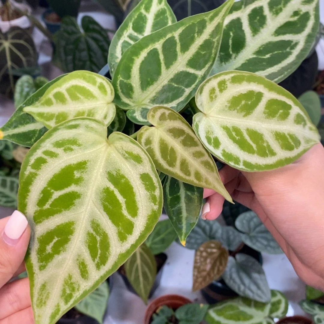 不开花植物撕裂纹水晶杂铜锣烧