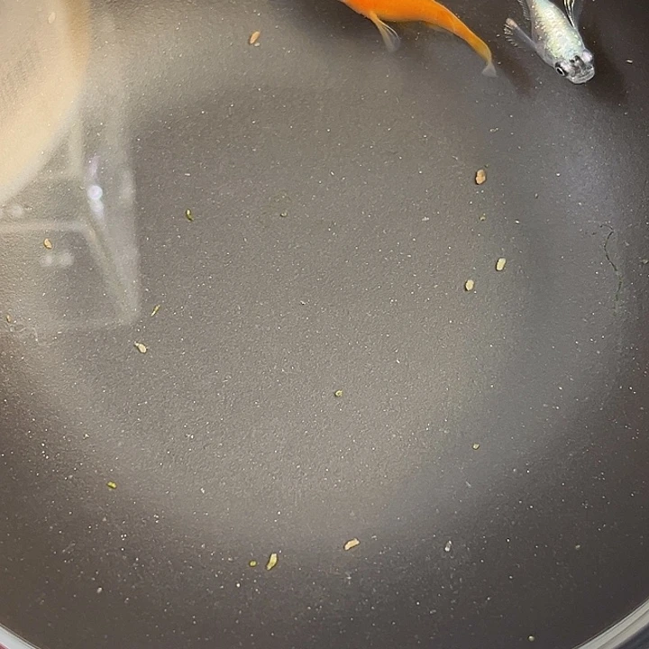 青鳉鱼球体3个10号