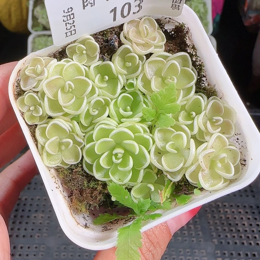 0925-103爱丽丝不包整