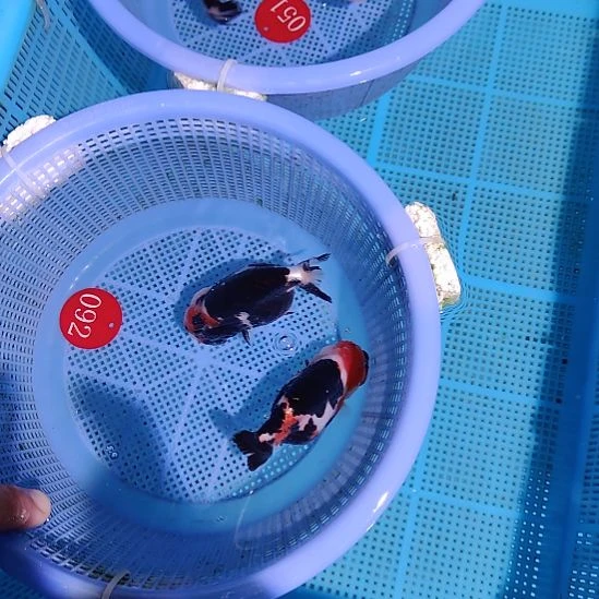 克***因金鱼092兰寿两只特价顺丰包邮