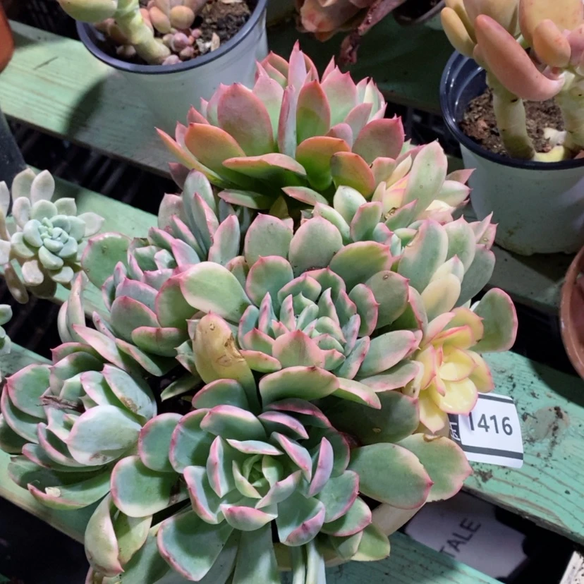 【闪购商品】绮罗锦1416