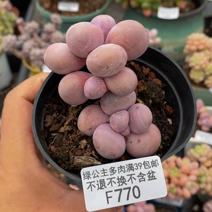 芭比奶洛老桩770多肉植物