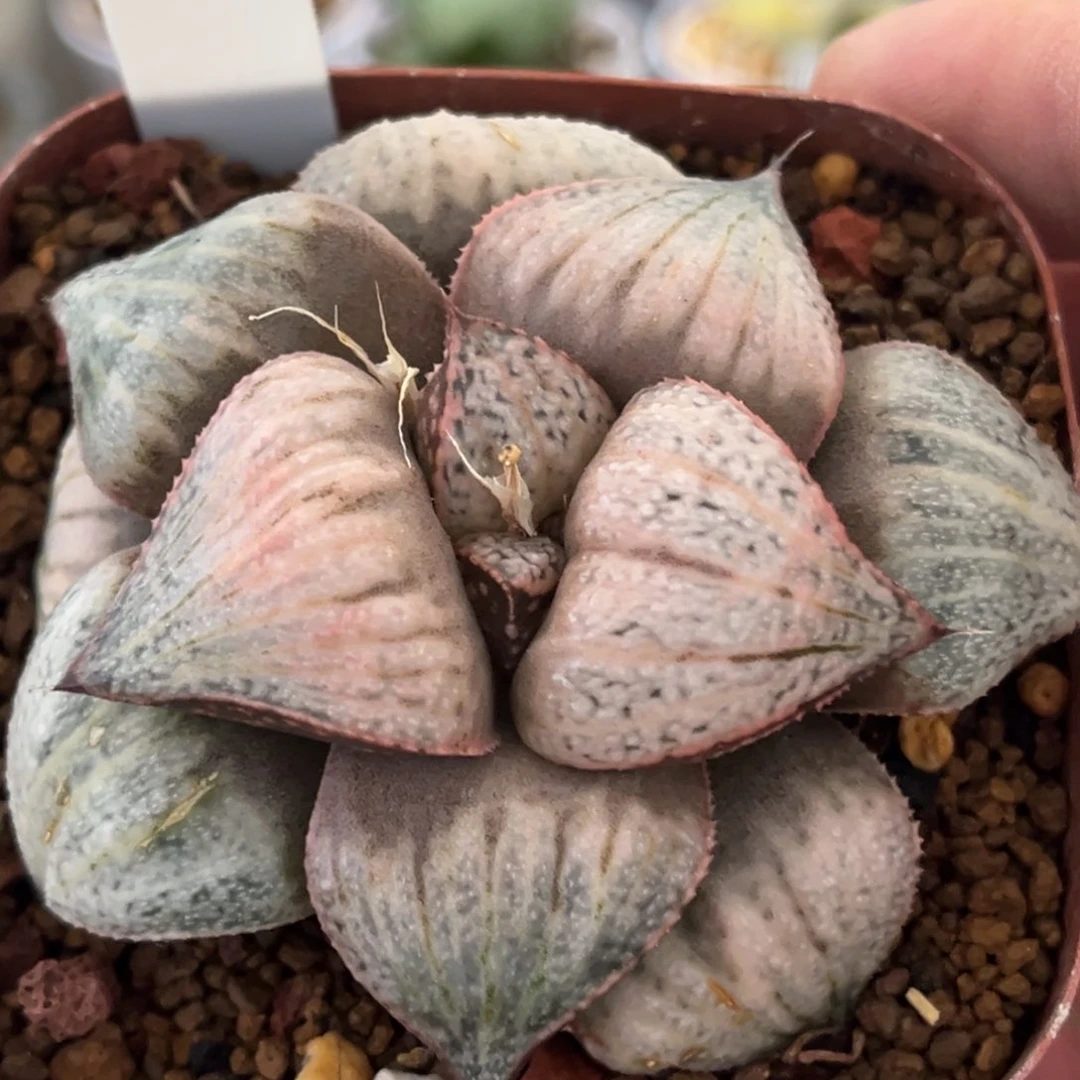 489泰姬陵发发发发发发