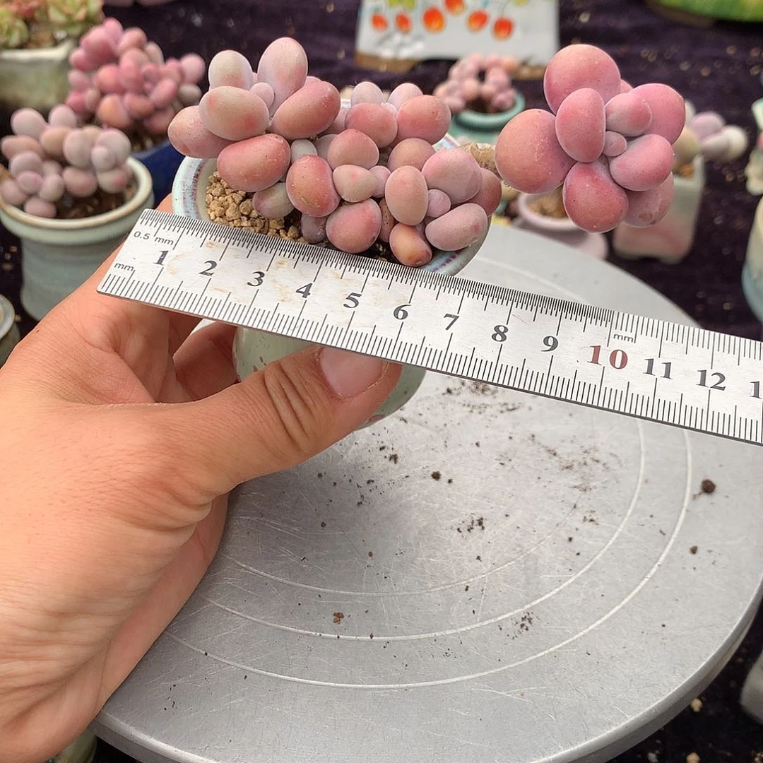 36号带盆偏远地区不包邮的