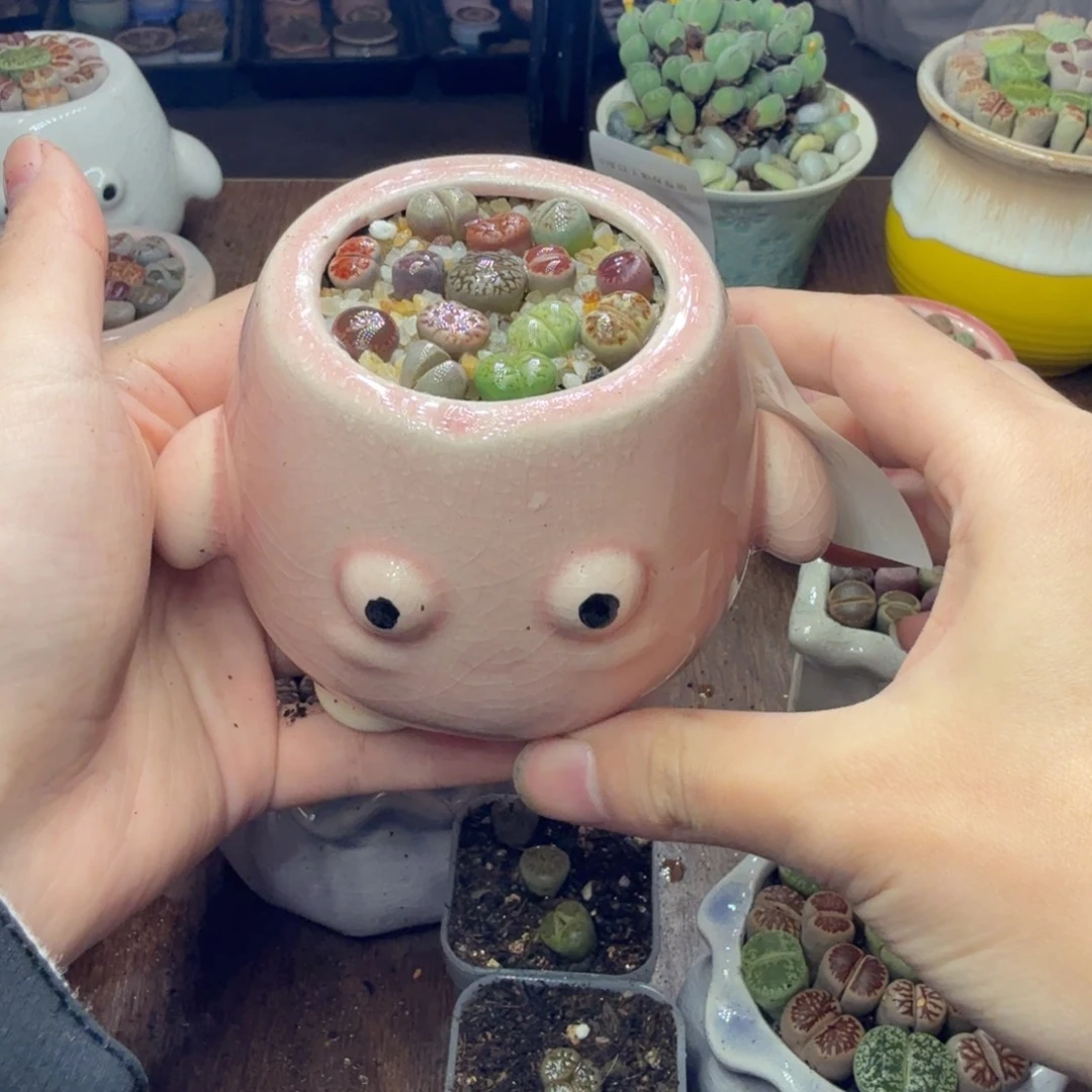 多肉葡萄的味道真的是611