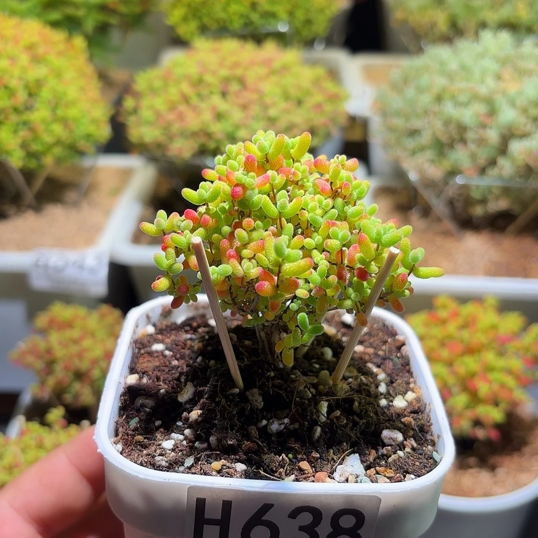 枝干番杏密橘糖球H638
