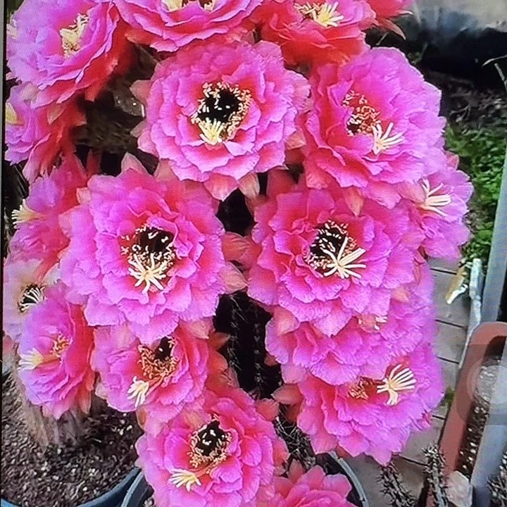 音符侧芽5公分左右毛花柱（20包邮）