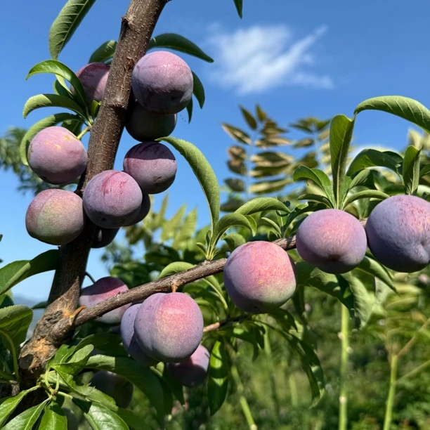 陕西岚皋五月脆3斤5斤脱骨红脆李新鲜应季水果酸甜爽口现摘现发