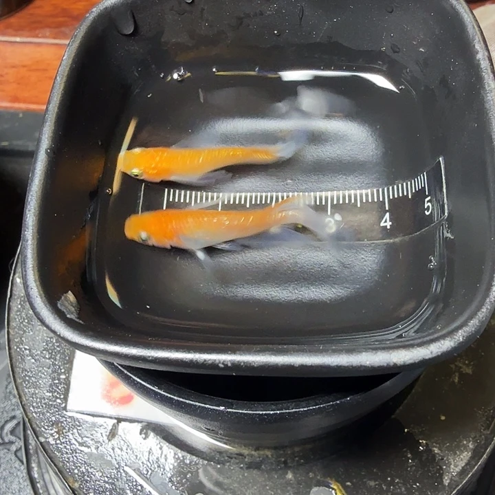 青鳉鱼49号拍品长鳍王华