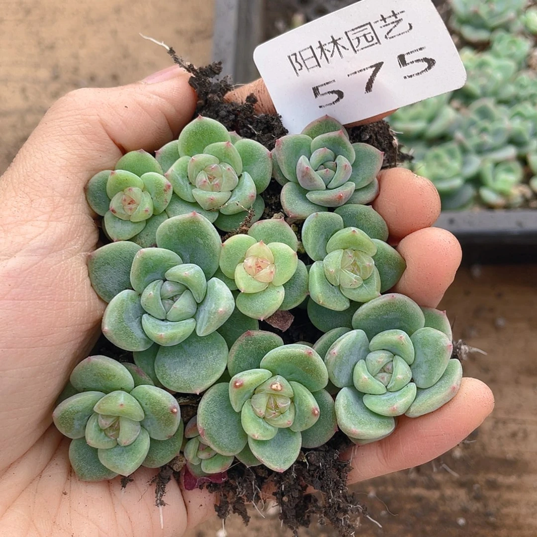 量拍多肉植物多肉植物575
