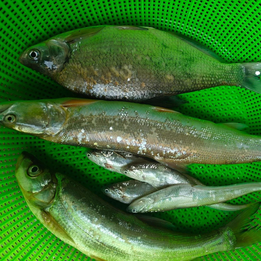 混合链接 瓦埠湖现捕各种鱼类 现称现发