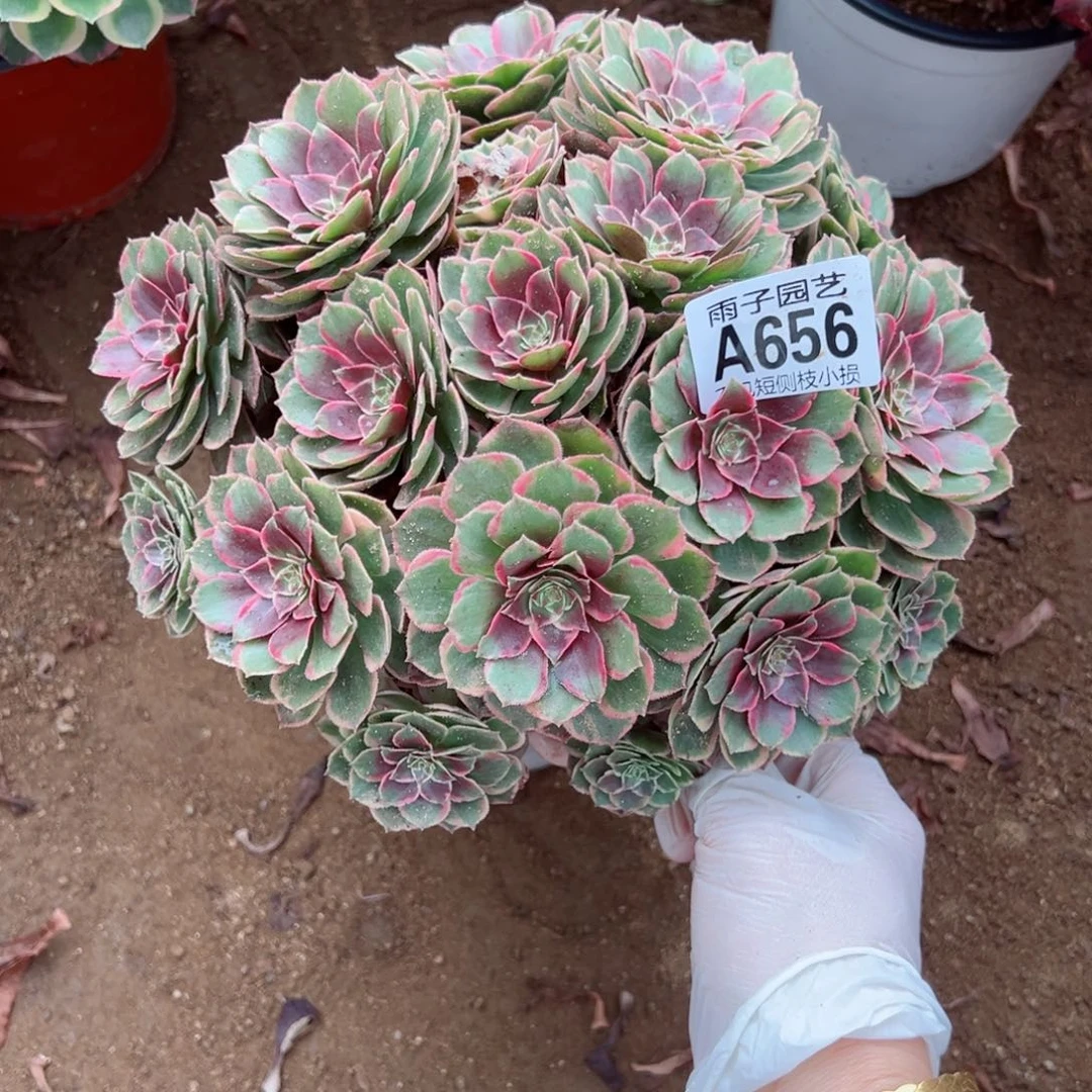 656粉花腰尺寸23左右