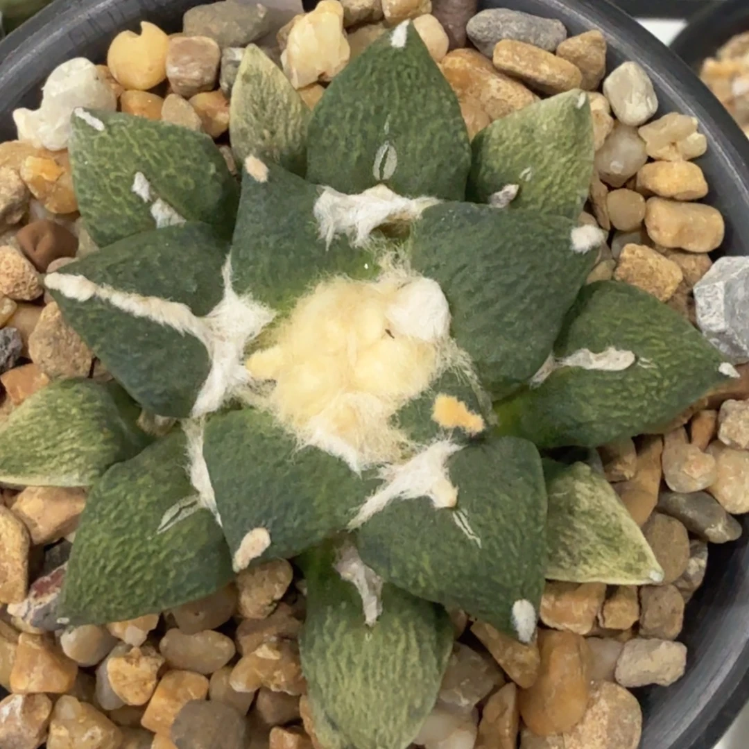 无花朵特大宽尤黑