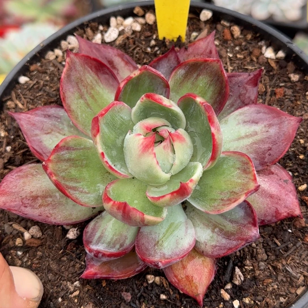 惊鸿一物一拍包装收缩花旱382