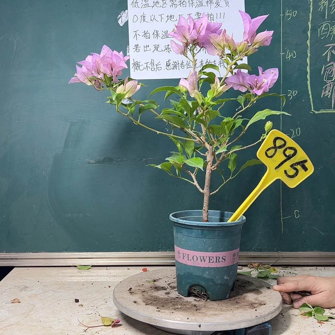 完全开放  福利  金夫人 895