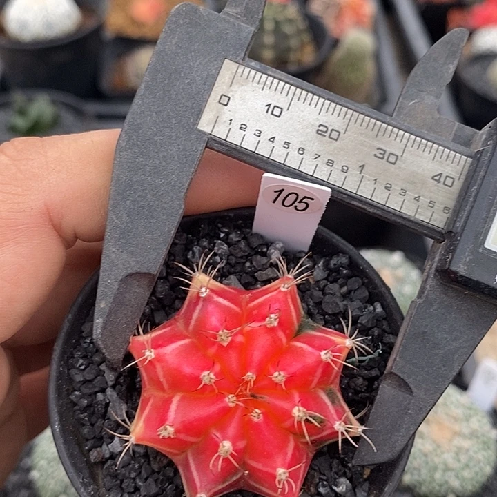 仙人球仙人球仙人球