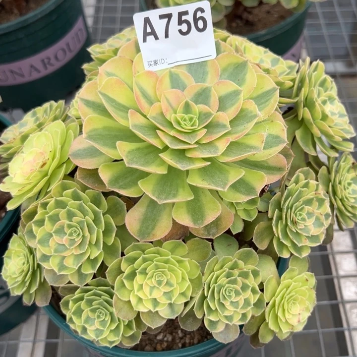 756雨荷22厘米左右