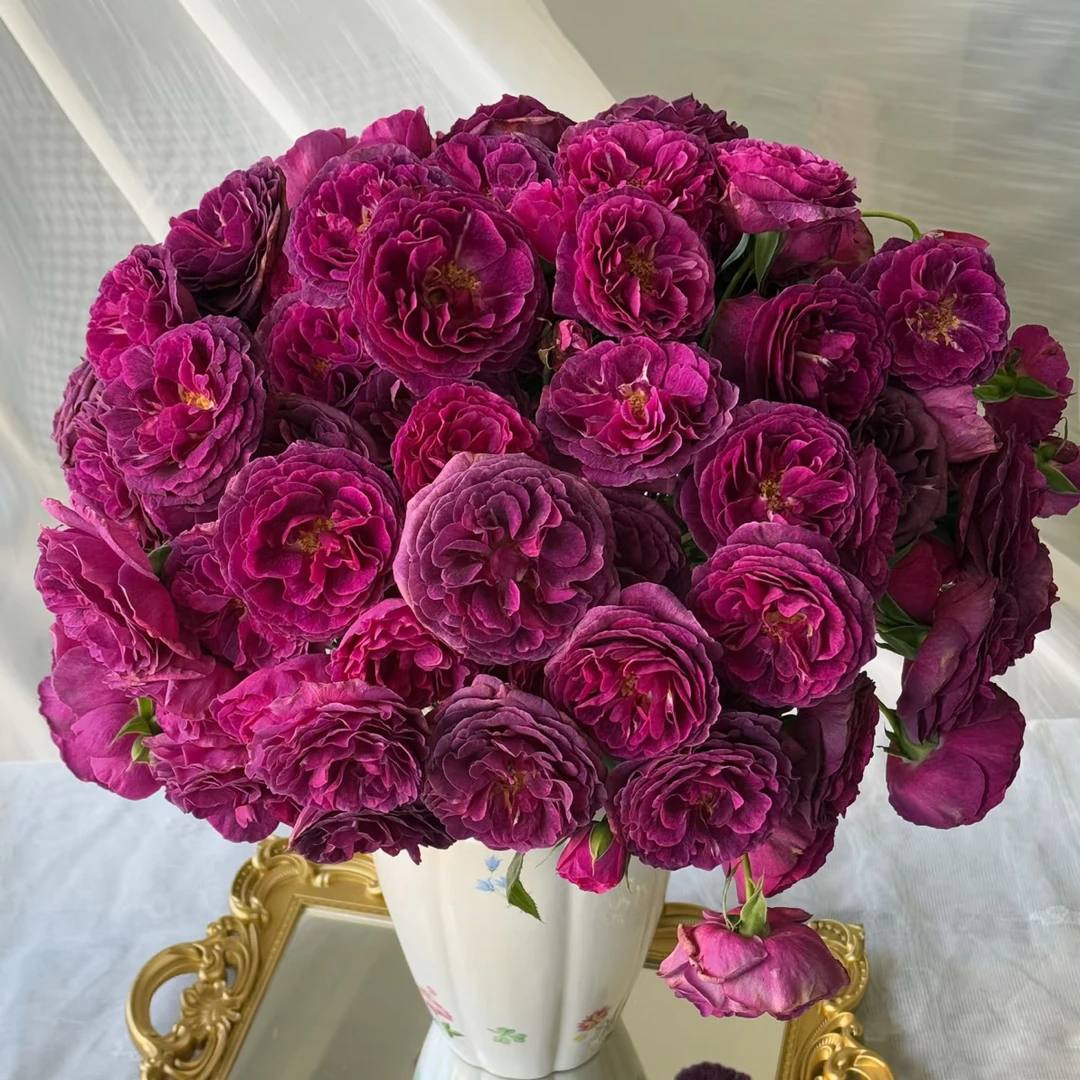 （多头玫瑰）凝夜幽兰10支！三件顺丰空运20%不售后