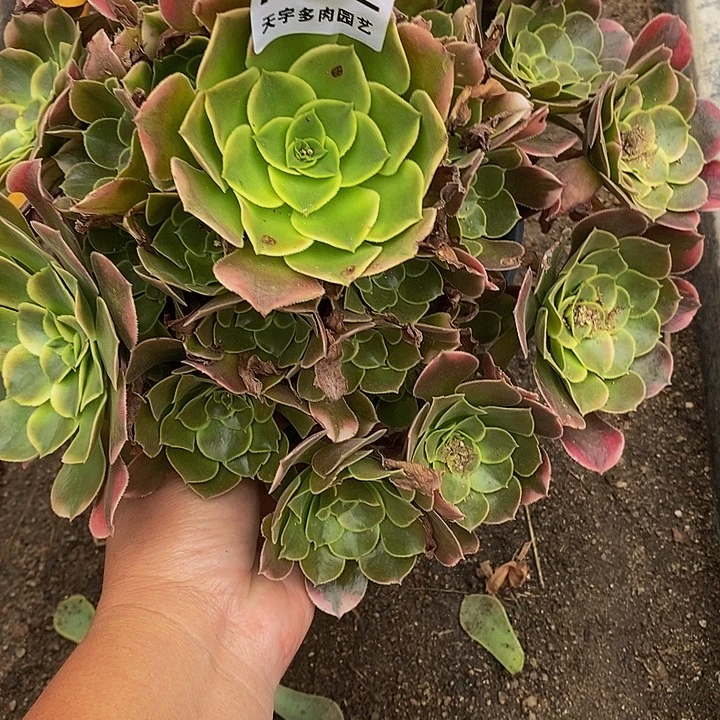 无***无多肉植物香妃362多肉