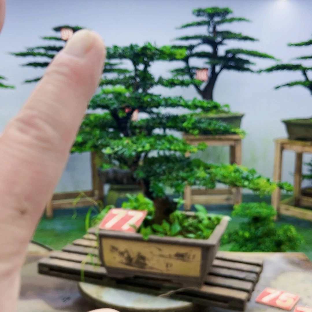 完全开放罗汉松盆景艺术