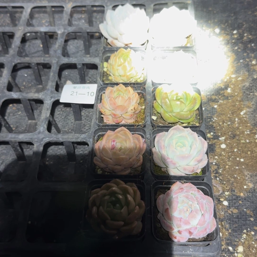 杂交组合福利十棵量拍21-10馨品