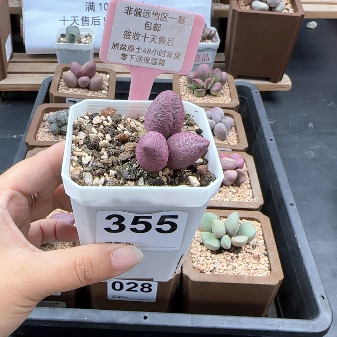 去****干355少女心多肉植物