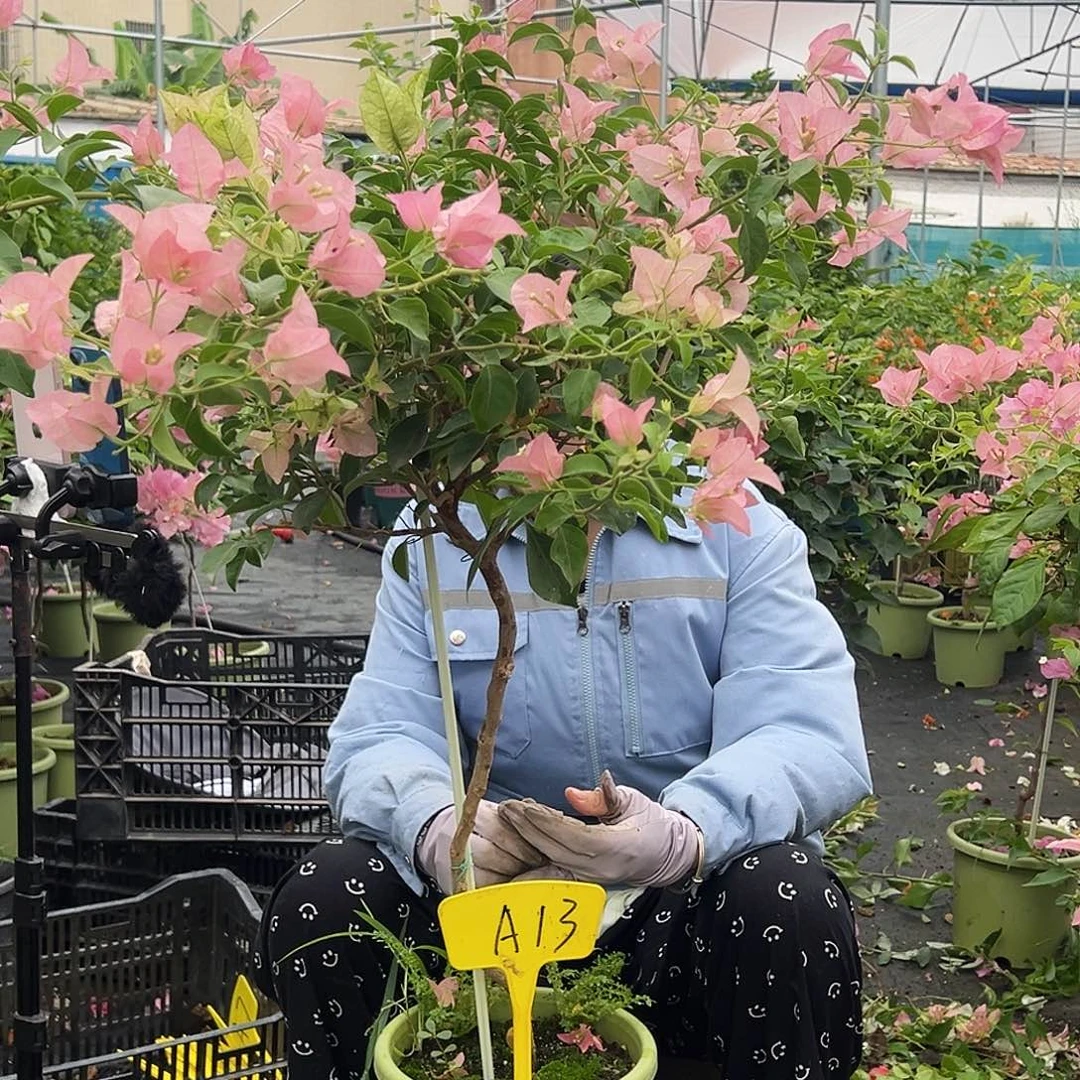 黄***陈大部分开放少量花苞A13卡亚塔