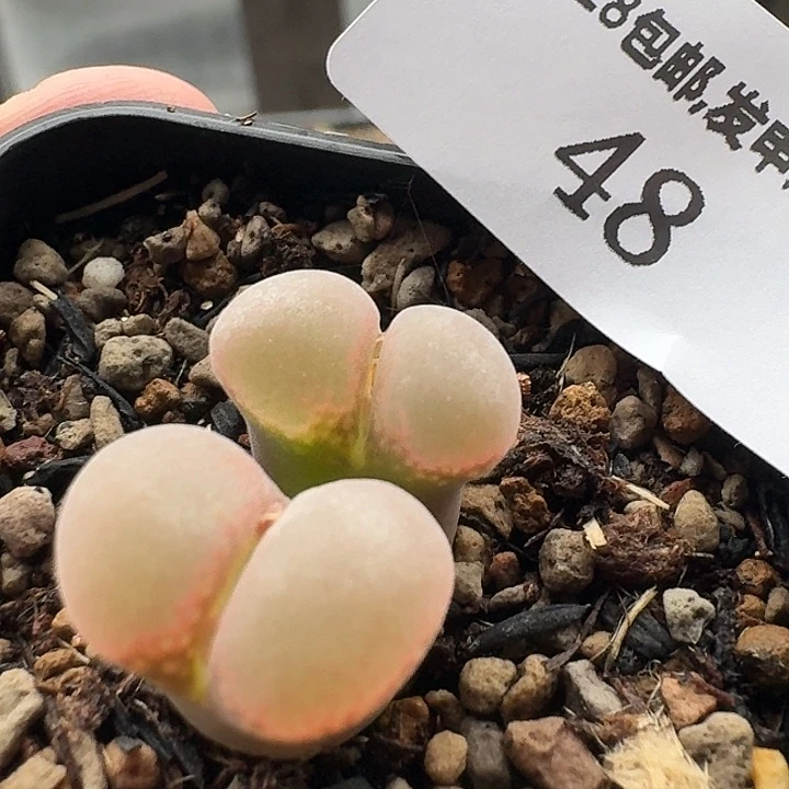 48风铃肉锥粉C。