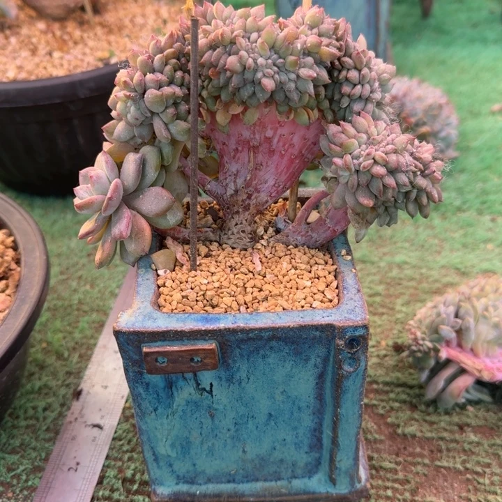 星影树缀无砍多肉