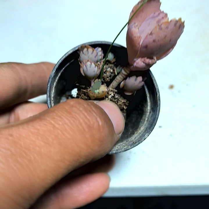 满6元包邮，蕾丝公主带崽