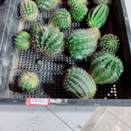 下92框拍无根侧芽歪斑小无售后