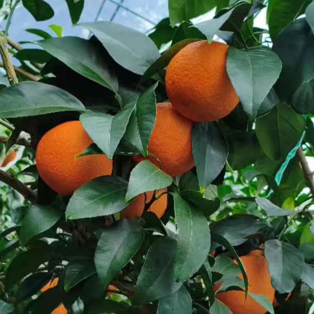 正宗象山红美人柑橘脐橙爱媛28号果冻橙新鲜现摘现发礼盒5斤装