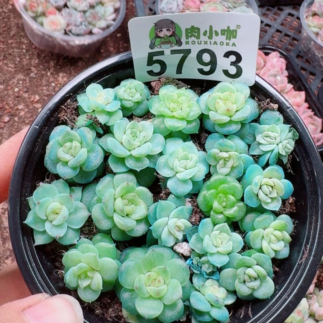 多肉植物多肉植物