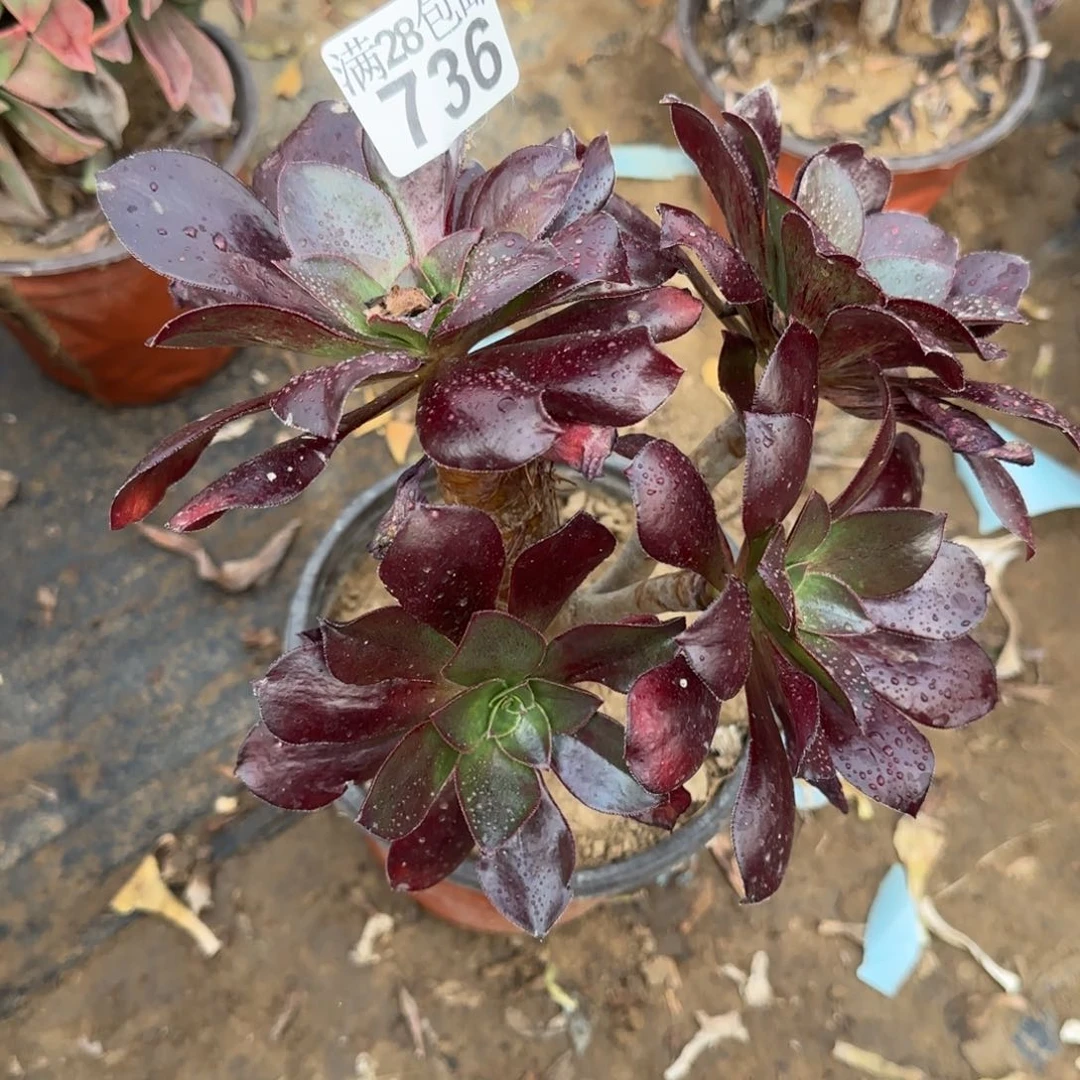 冰武士多肉736满28包邮断枝不包瑕疵