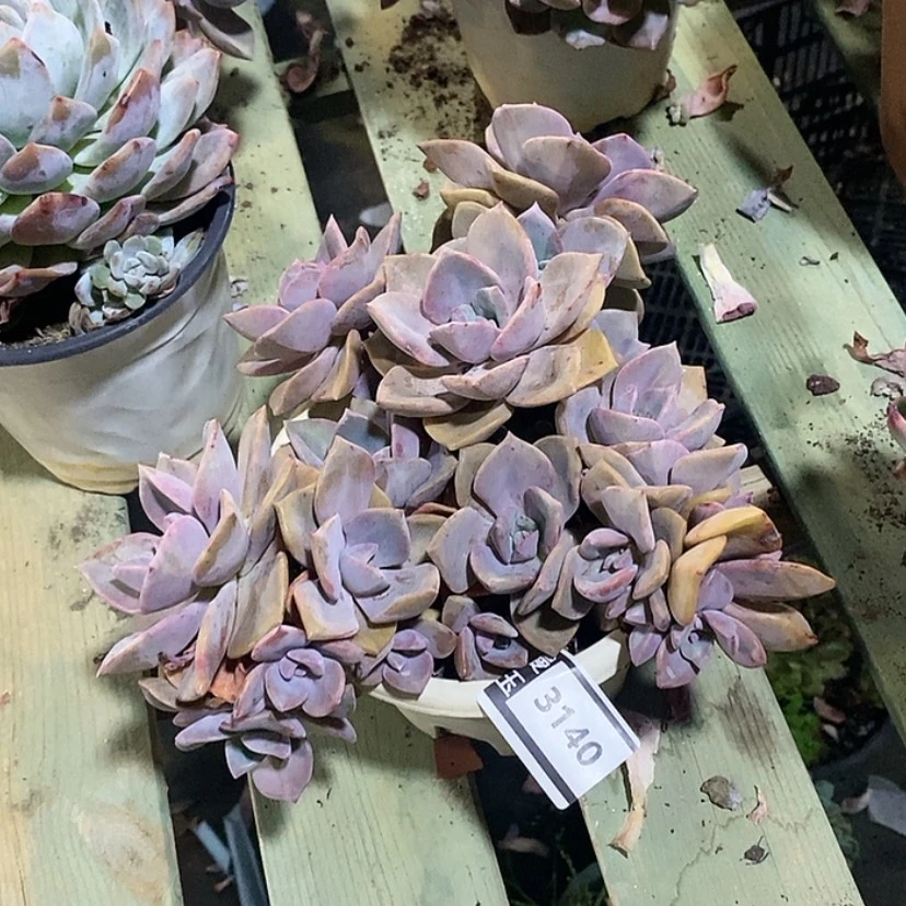 【闪购商品】彩虹糖3140