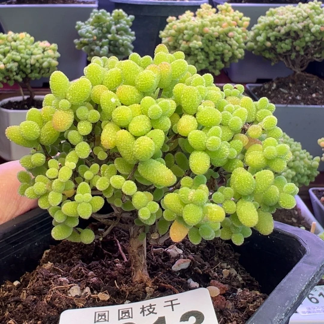 613金桔糖球一物一拍