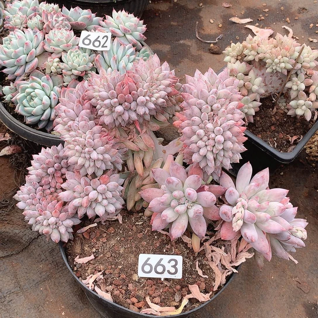 663所罗门缀一物一拍多肉