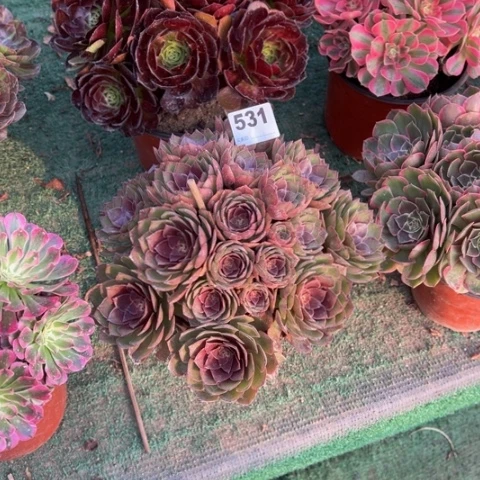 觅***尔531桃花石朵朵多肉，
