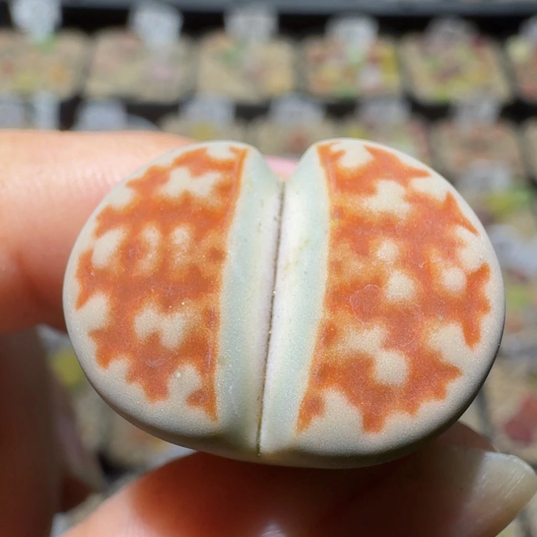 Ssss精品生石花1671