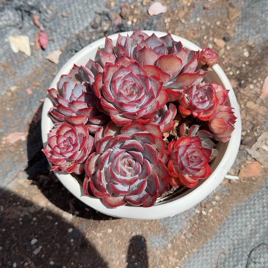 之****暗冰多肉植物警惕哦