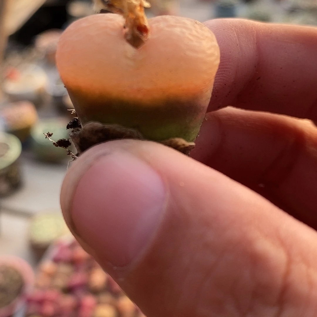 2712冰魄荔枝窗一颗